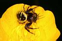 Synaema_globosum_D4933_Z_90_Les Gris_Frankrijk